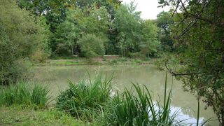 les abords de l'étang